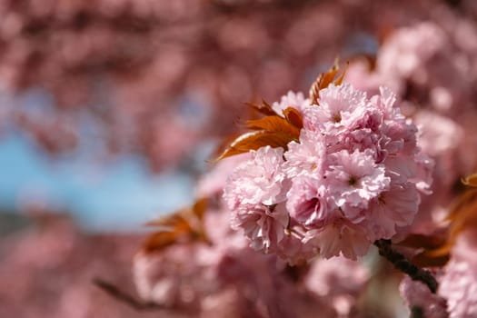 Close-up view of delicate cherry blossoms with soft natural lighting and blurred pink background. Perfect for spring-themed visuals, floral prints, and nature-based design projects.
