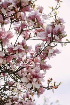 Soft pink magnolia blossoms blooming in natural daylight against a bright sky. Ideal for spring-themed visuals, floral backgrounds, romantic concepts, and wellness-related designs.