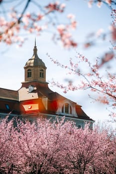 A historic architectural tower surrounded by blooming cherry trees in spring. Beautiful composition for romantic visuals, travel content, seasonal cityscapes, and European landmarks