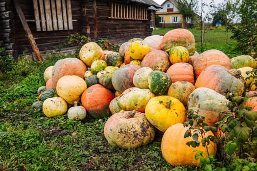 Many pumpkins of different colors and sizes are lying on the grass in front of a wooden house in the countryside
