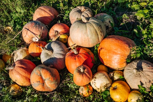 Orange pumpkins of various sizes lie on the green grass during the autumn harvest