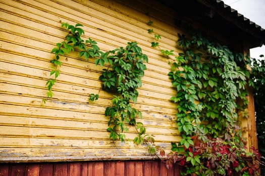 Green ivy climbing yellow and red wooden wall of rural house, nature taking over architecture