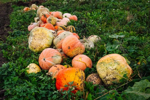 Ripe pumpkins lying on the green grass in a field after the harvest, ready to be transported to the market