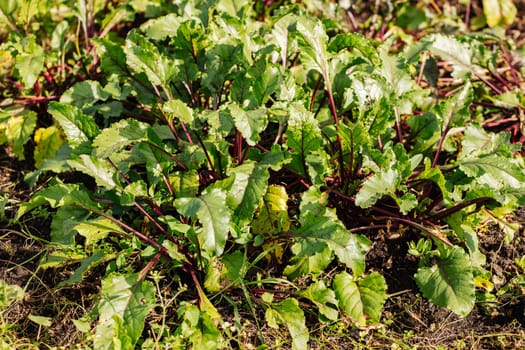 Beet greens thriving in fertile soil, promising a healthy harvest