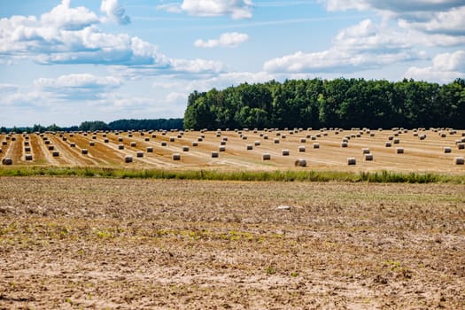 Harvested field with round hay bales under blue sky with clouds and forest in background