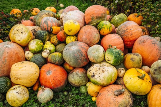 Many pumpkins of different colors and sizes are lying on the grass, creating a beautiful autumn composition
