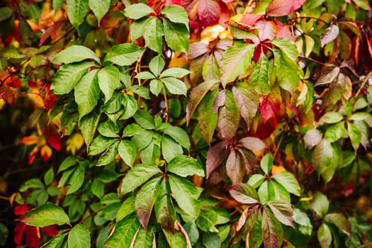 Close-up of colorful autumn leaves changing color on a Virginia Creeper vine, creating a vibrant natural tapestry