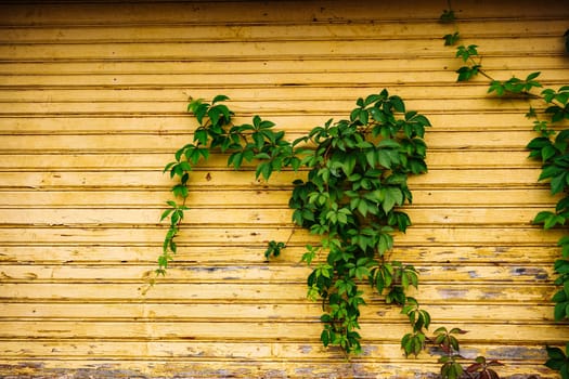 Green ivy decorating a yellow wooden wall, perfect as a nature background