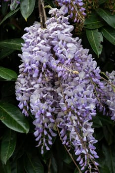 Delicate clusters of pale purple wisteria flowers dangle gracefully from lush, green foliage, creating a vibrant display that signifies the arrival of spring.