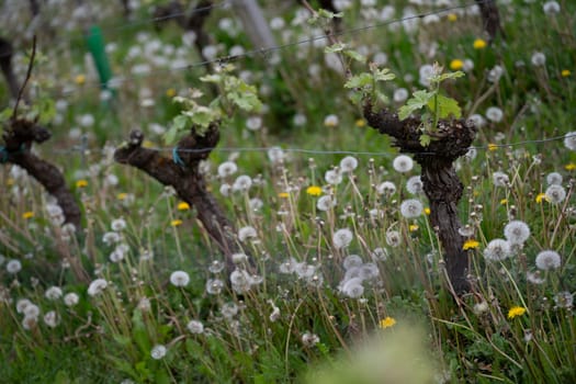 Vines are sprouting new leaves amid a field dominated by fluffy pissenlit flowers, creating a picturesque spring setting in the vineyard, full of vibrant greenery and life.