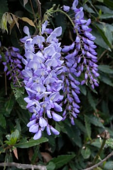Delicate clusters of pale purple wisteria flowers dangle gracefully from lush, green foliage, creating a vibrant display that signifies the arrival of spring.