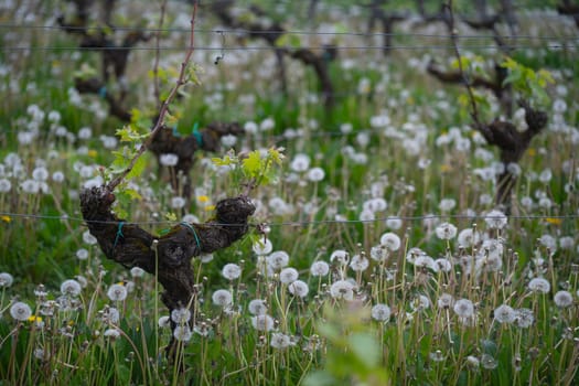 Vines are sprouting new leaves amid a field dominated by fluffy pissenlit flowers, creating a picturesque spring setting in the vineyard, full of vibrant greenery and life.