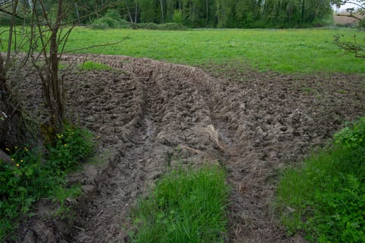 After a rainfall, tire tracks are clearly seen leading into a vibrant agricultural field, framed by dense trees. The muddy ground reflects recent weather conditions.