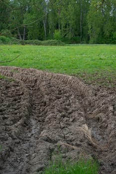 After a rainfall, tire tracks are clearly seen leading into a vibrant agricultural field, framed by dense trees. The muddy ground reflects recent weather conditions.