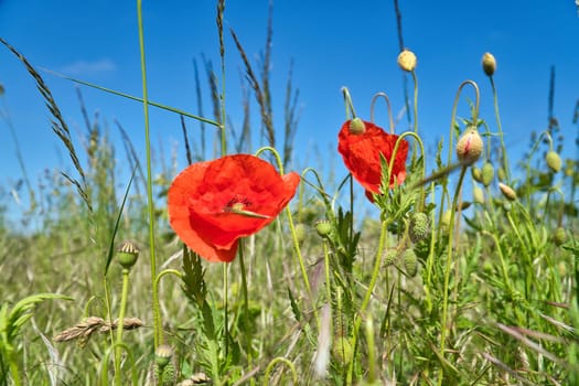 Poppy flower in cornfield. Red petals in green field. Agriculture on the roadside. Flower photo from nature