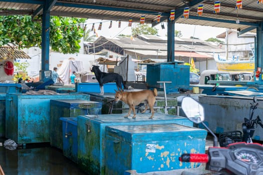 Pettigalawatta Sri Lanka - September 14 2024; Dogs roam around and on blue cooler cabinets in fish market in typical scene at busy deep-sea fishing base and markets.