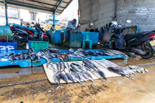 Pettigalawatta Sri Lanka - September 14 2024; Fresh fish displayed for sale in typical scene at busy deep-sea fishing base and markets.