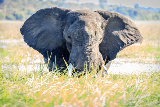 African elephant grazing on vegetation in Chobe River in Botswana