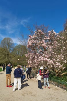 Karlovy Vary, Czech Republic – April 20, 2025: Tourists in Dvorak Park in Karlovy Vary in the Czech Republic at a magnolia tree in bloom