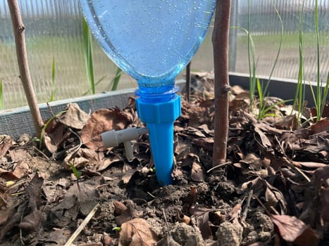 A homemade drip irrigation system made from plastic bottles installed in a greenhouse.
