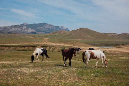 a herd of horses grazing in a field near the mountains