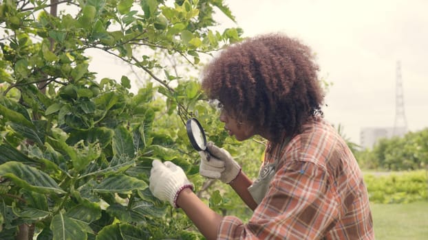Happy child farmer hands holding magnifying glass and looking at vegetables green lemon in farm, Biotechnology kid examining plant leaf, agriculture school learning research for science concept