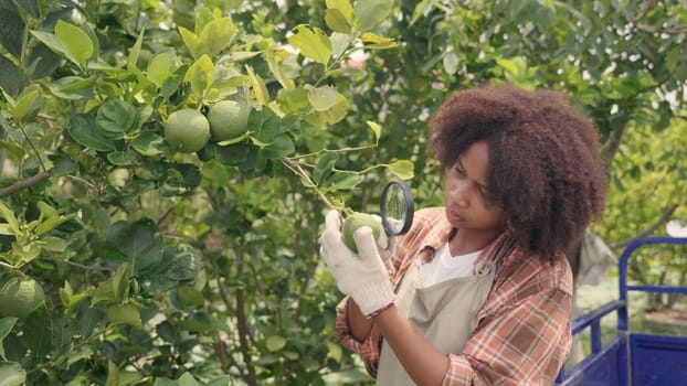 Happy child farmer hands holding magnifying glass and looking at vegetables green lemon in farm, Biotechnology kid examining plant leaf, agriculture school learning research for science concept