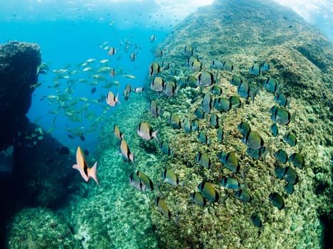 school of fish swimming in the blue ocean next to the rocky bottom, concept of underwater wildlife and marine background