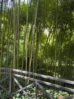 Vertical view of green bamboo forest behind metal fence. Contrast between natural vegetation and manmade structure symbolizes coexistence of nature and urban elements in modern landscapes