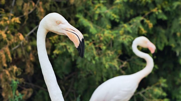 Couple of flamingos showing their elegant figure in a zoo