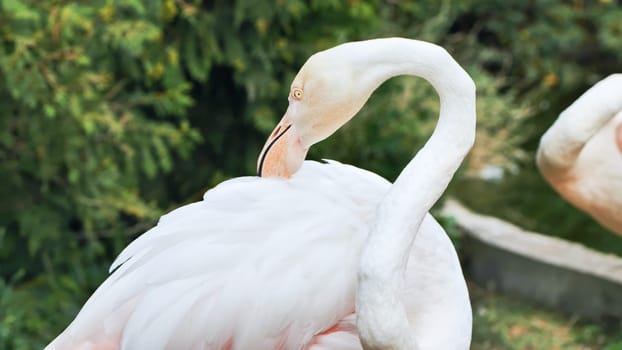 Greater flamingo preening its white and pink plumage in a zoo, with a blurred green background