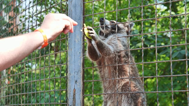 Raccoon extending paw through cage bars, grasping offered fruit from nearby zoo visitor with curious expression