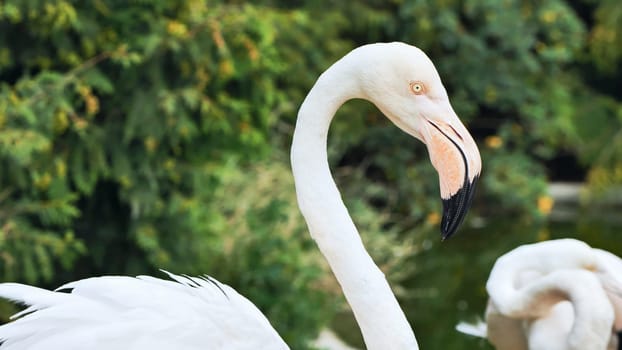 White flamingo cleaning its pink and white plumage with its beak bent on its back, another flamingo is visible in the background