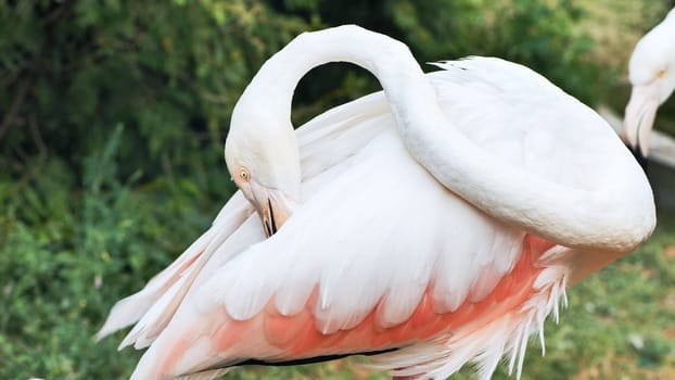 Greater flamingo preening its colorful feathers in a zoo