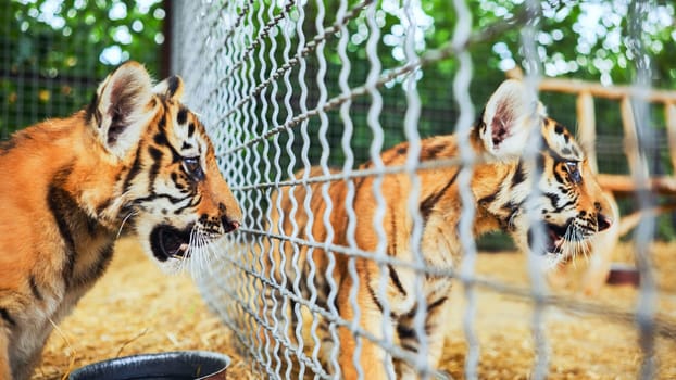 Two tiger cubs roaring behind a wire mesh fence, in a zoo