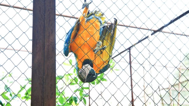 Blue-and-yellow macaw hanging upside down on a wire mesh fence in a zoo