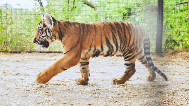 Young Sumatran tiger cub taking a stroll in its enclosure at a zoo, showcasing its beautiful stripes and youthful energy