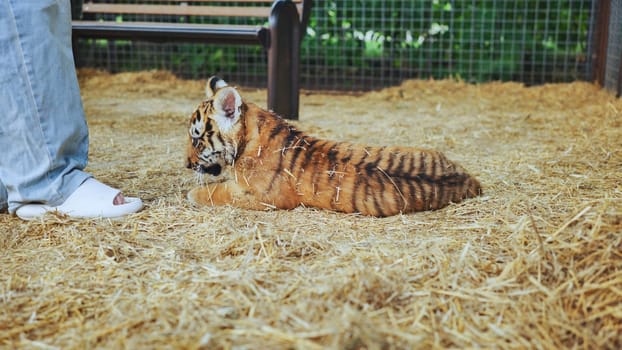 Small tiger cub lying on straw near zookeeper's feet inside zoo enclosure