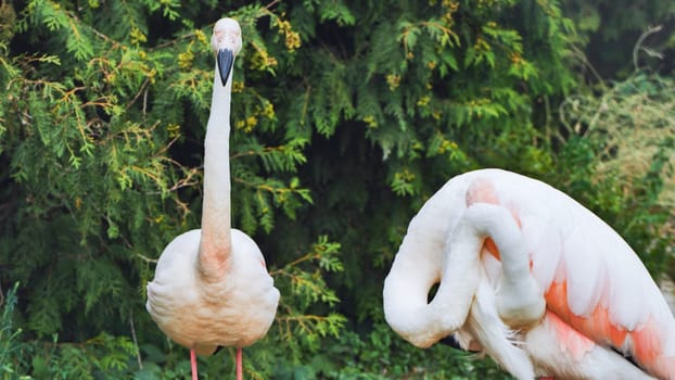 Two flamingos in a zoo, one is standing still while the other is preening its feathers