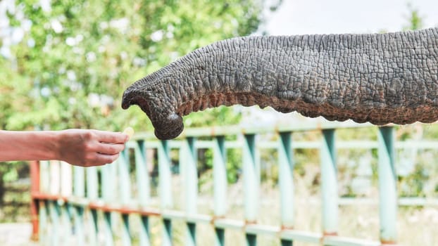 Elephant extending trunk to take food from the hand of a tourist, enjoying a close encounter in a safari park, showcasing wildlife interaction