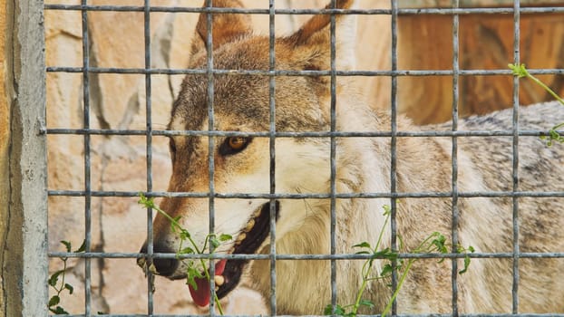 Close-up of an Iberian wolf showing its teeth behind a metal fence in a zoo