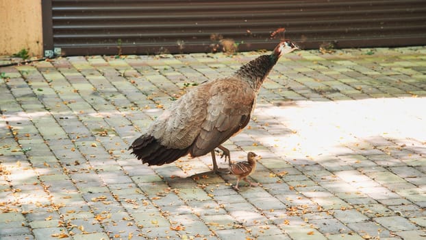 Indian peahen protecting its chick while walking on a tiled pavement in a zoo