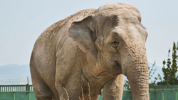 Big indian elephant standing still in its zoo enclosure, looking towards the horizon