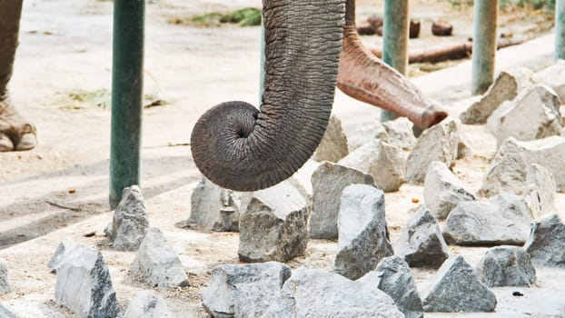 Elephant's trunk curls over rocks in a zoo enclosure, showcasing its flexibility and strength