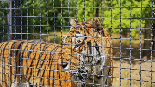 Majestic tiger sadly pacing in an enclosure at the zoo, evoking the concept of wildlife captivity