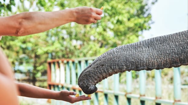 Elephant reaching out, accepting treat from tourist's palm during wildlife encounter at safari park, highlighting gentle interaction