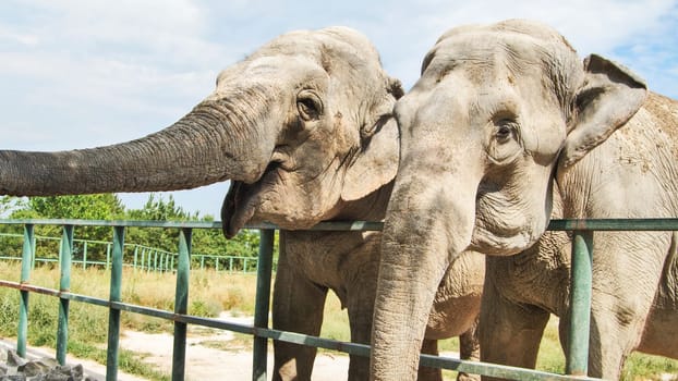 Elephant feeding interaction at zoo, providing engaging wildlife encounter behind protective barrier
