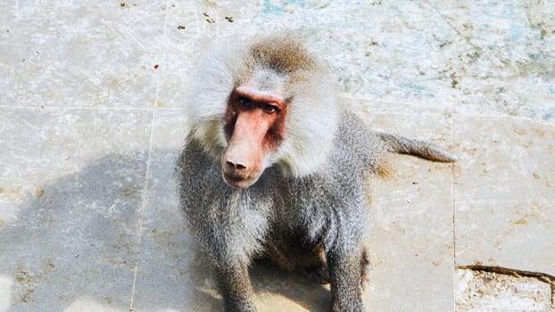Hamadryas baboon standing on a concrete floor in a zoo, intently observing its surroundings with a curious and intelligent gaze