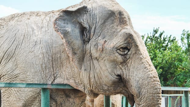 Old sad wrinkled elephant standing near metal fence in a zoo