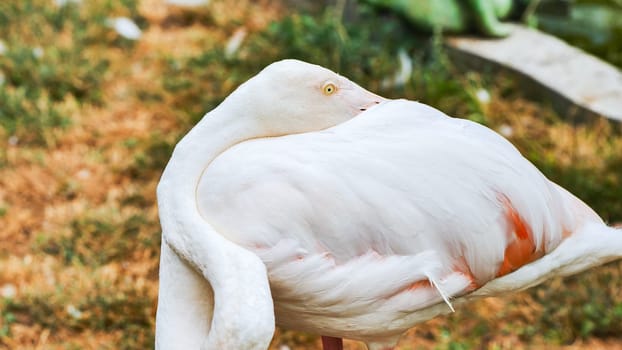 White flamingo resting, neck curved downward, head tucked beneath soft wing in wildlife enclosure